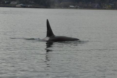 Bigg's Orca T49C Bigg's Orcas