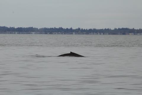 Humpback Whale Mother and Calf Humpback Whale
