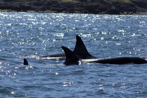 Bigg's Orcas Families traveling together Bigg's Orcas