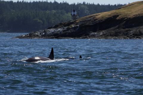 T124A family group of Bigg's Orcas Bigg's Orcas