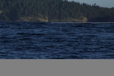 T124A family group of Bigg's Orcas Bigg's Orcas