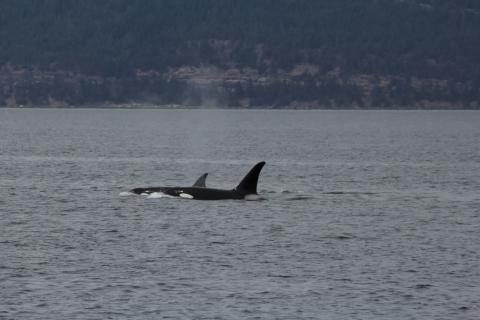 T100 Bigg's Orcas Bigg's Orcas