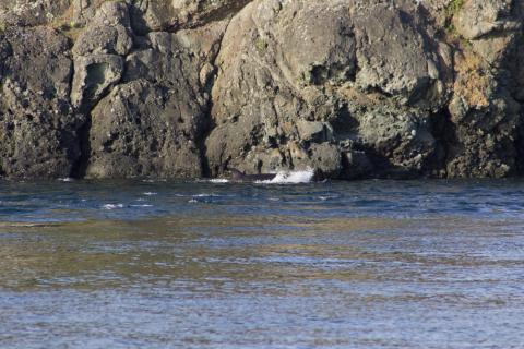 A young Bigg's Orca rides the current off of S. Pender Island Bigg's Orcas
