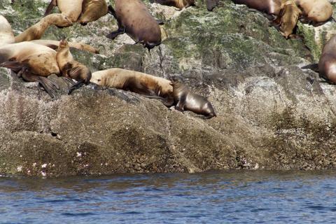 Steller Sea Lion Pups Steller Sea Lion Pups