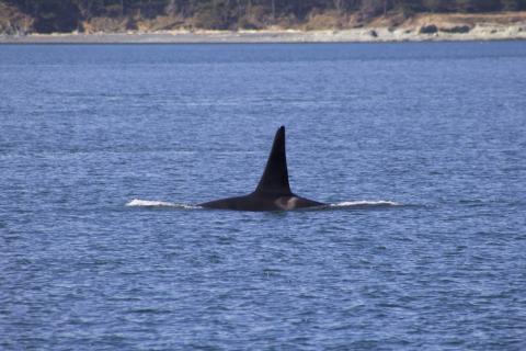 Adult Mal Southern Resident Orca