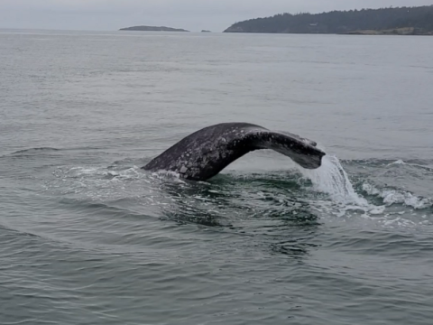 Gray Whale Flukes in the Haro Strait Gray Whale near D'Arcy Island