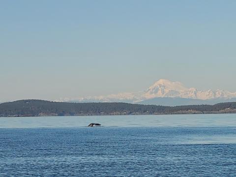 Gray Whale Flukes in Front of Mount Baker Gray Whale in Salish Sea