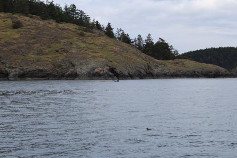 Heather the Humpback Whale fluking off of Kellett Bluffs on Henry Island Humpback Whale Fluking near San Juan Island