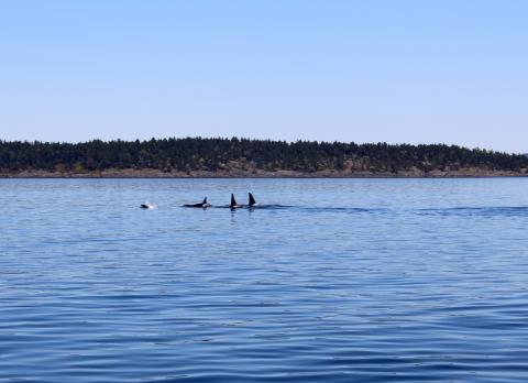 Happy Trails: T18s traveling together Transient Orcas near Gooch Island