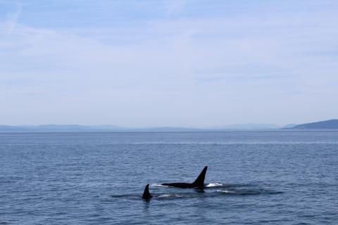 J-16s fishing Haro Strait J pod orcas