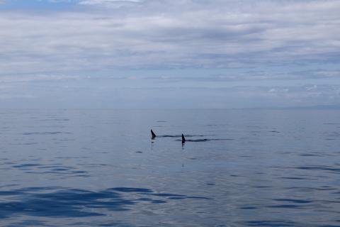 Two Male Transients travel in Strait of Juan de Fuca Transient Orcas in Strait of Juan de Fuca