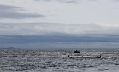 T75s and T77s traveling Transient Orcas in Haro Strait