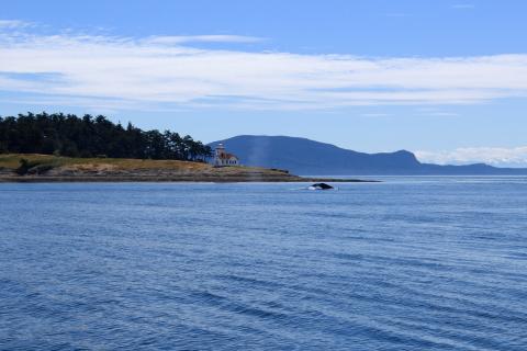 Humpback Whale flukes in front of Patos Island Lighthouse and Turtleback Ridge Humpback Whale Fluking near San Juan Island