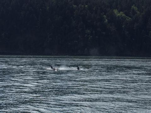 T65As hunt in Rosario Strait Transient Killer Whales near Orcas Island