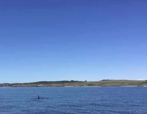 Slick, J-16 swims towards San Juan Island J pod Orca Milling