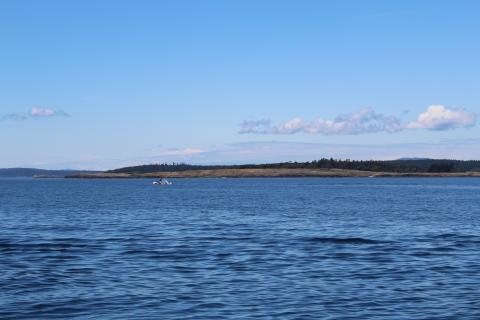 J pod males racing J pod whales