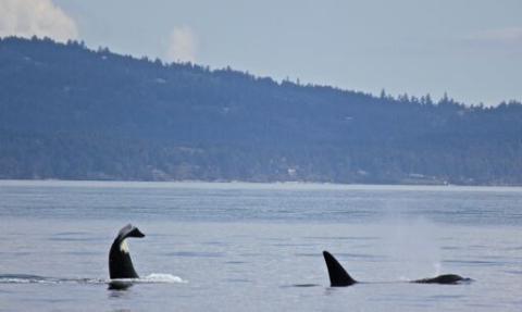 Orcas Feeding in the Salish Sea Bigg's Killer Whales near San Juan Island