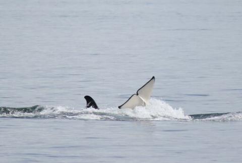 Bigg's Killer Whales Socializing Bigg's Kller Whales Socializing