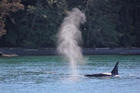 Bigg's Killer Whales Near Stewart! Bigg's Killer Whales Near Stewart!