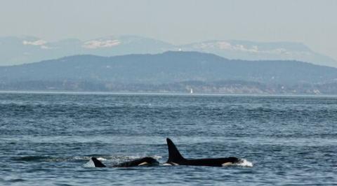 Biggs Killer Whales in San Juan Channel Biggs Orcas Visit Friday Harbor