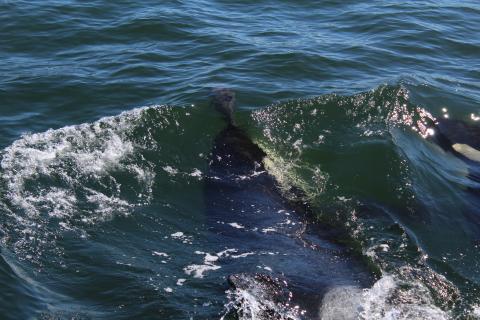 Tahlequah harasses Harbor Porpoise with Notch J pod Orca