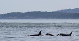 Bigg's Killer Whales in Haro Strait