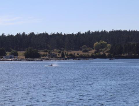 T065A3 in Griffin Bay Transient Orca in Griffin Bay near San Juan Channel