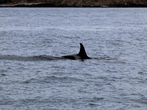 L pod orca orca