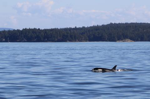 J pod members goof off in Haro Strait orcas