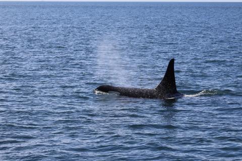 Onyx (L87) swims on after catching a large Salmon Southern Resident Orca