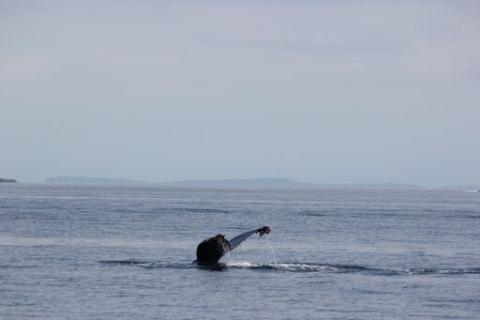 Humpback Whale off Orcas Island Humpback Whale in Rosario