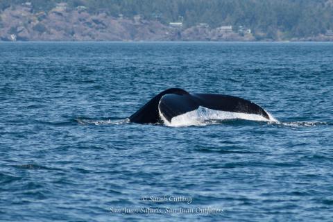 Heather the Humpback Whale