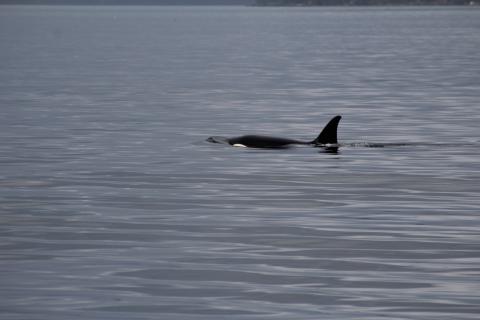 T123 in San Juan Channel Transient Orca