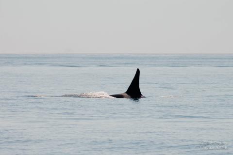 Orca whale Orca whale
