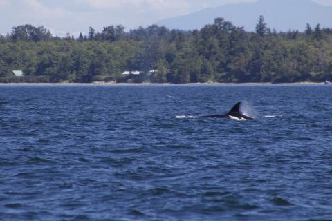 Transient Orcas swimming through San Juan Channel Transient Orca