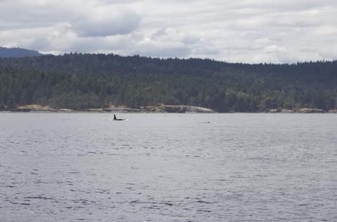 T37A's and T51 swimming Transient Orca