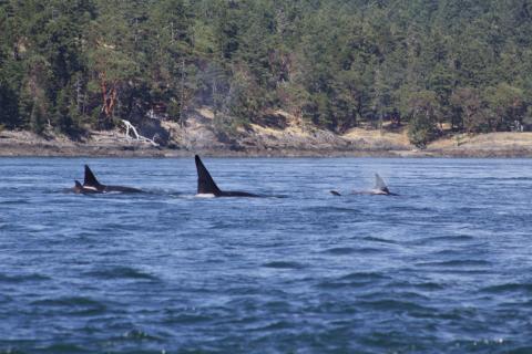 Transient Orcas swimming through San Juan Channel Transient Orcas
