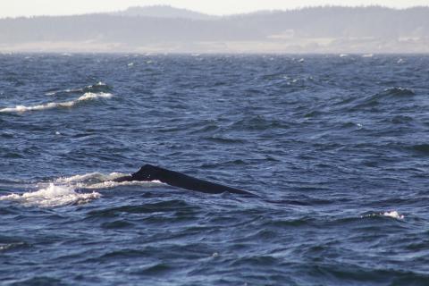Hydra the Humpback Whale swims with calf in the Strait of Juan de Fuca Humpback whale dorsal fin