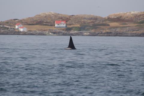 T19C swims in front of Trial Island Transient Orca