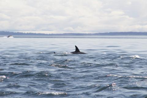 T046B's Transient Orcas