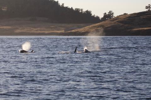 Transient Orcas swimming through Spieden Channel Transient Orcas