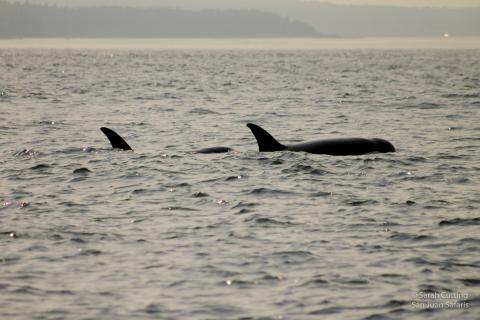 Transient Killer Whales Transient orcas travelling together in their family pod.