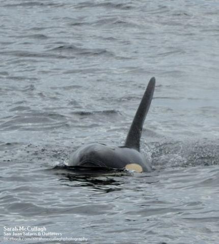 Transient Orcas in the Salish Sea Killer Whales in Boundary Pass