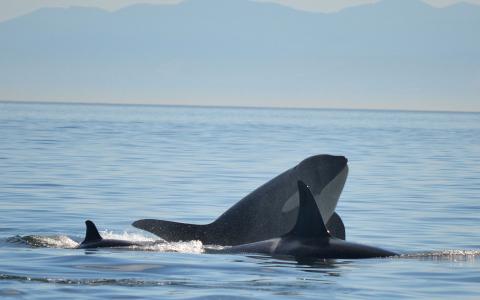 Orcas in Rosario Strait Bigg's Killer Whales traveling
