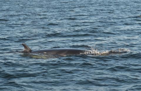 Minke Whale