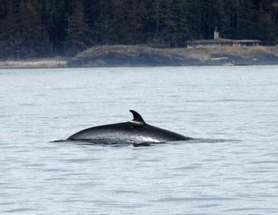 A Minke Whale A minke whale has a very characteristic crescent-shaped dorsal fin.