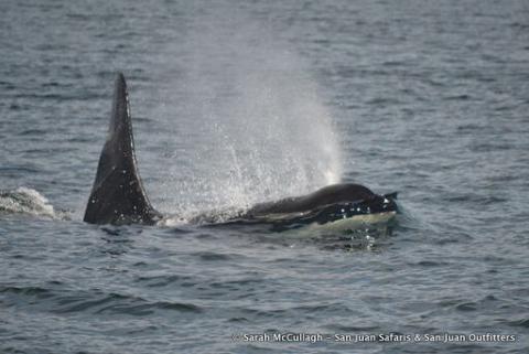 Killer whale surfacing