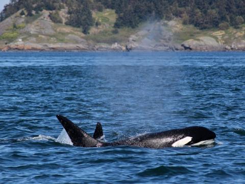 Bigg's Killer Whales Swim Salish Sea Bigg's Killer Whales Visit Stuart Island