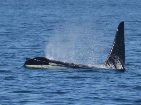 Bigg's Killer Whales Surfacing in Lopez Sound Transient Orcas traveling near Lopez Island