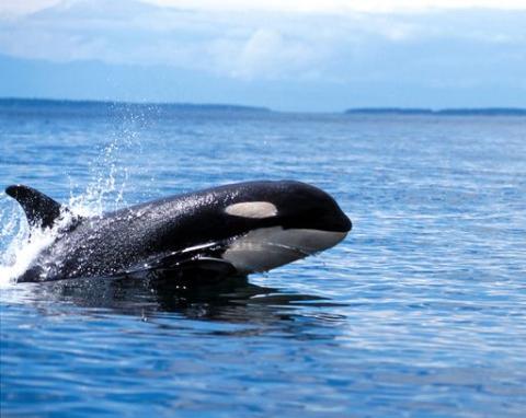 J Pod Visits the West Side Southern Resident Killer Whales Swim San Juan Island